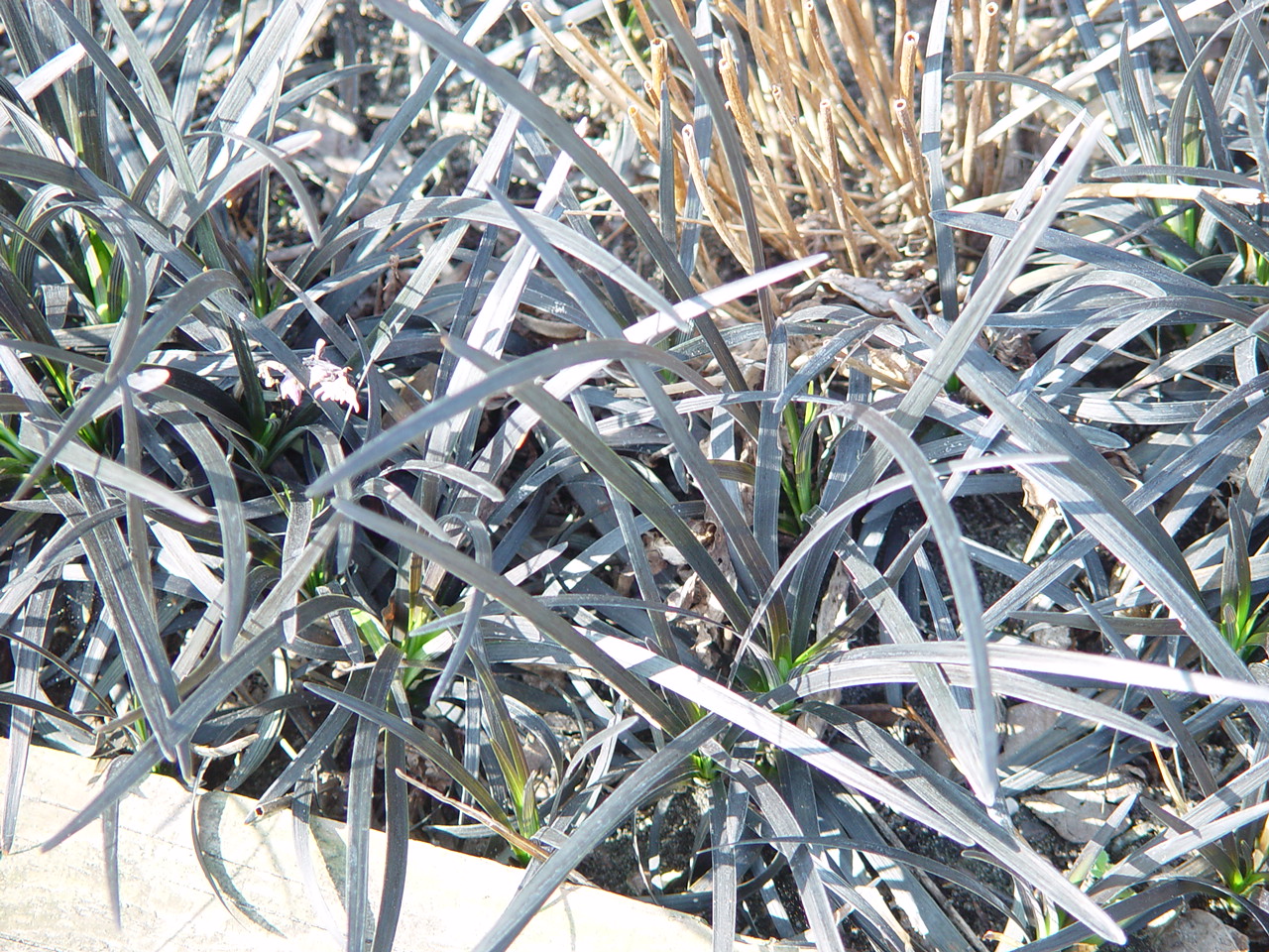 Liriope platyphylla 'Black Dragon'